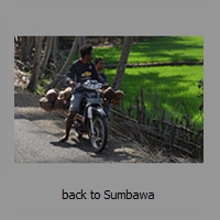 back to Sumbawa